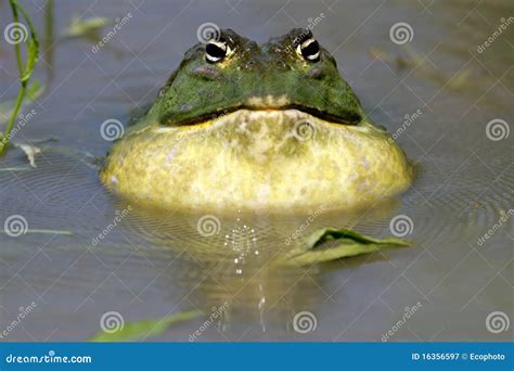 African Giant Bullfrog Royalty-Free Stock Photo | CartoonDealer.com ...