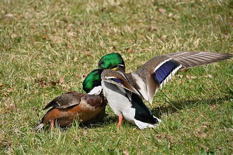 Enten Stockenten K Mpfen Kostenloses Foto Auf Pixabay Pixabay