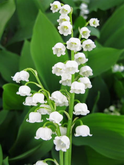 Apron History Old Fashioned Lily Of The Valley