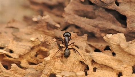 How To Get Rid Of Carpenter Ants In Trees Easy Elimination