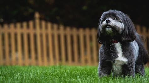 The Top 5 Shih Tzu Haircuts | The Dog People by Rover.com