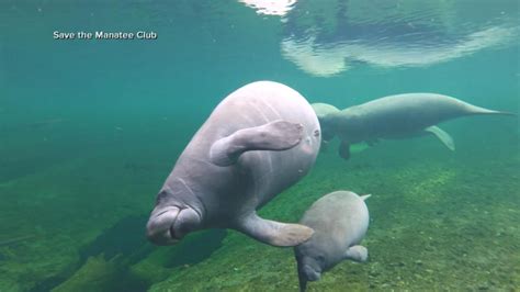 Save The Manatees Good Morning America