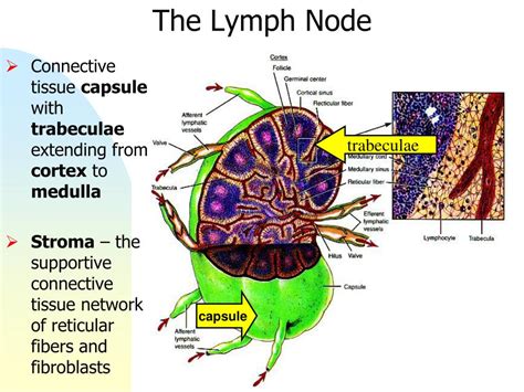 PPT Lab 5 Blood Lymphatics And The Immune Response PowerPoint