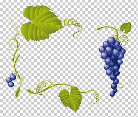 Common Grape Vine Wine Grape Leaves PNG - Free Download | Grape vines ...