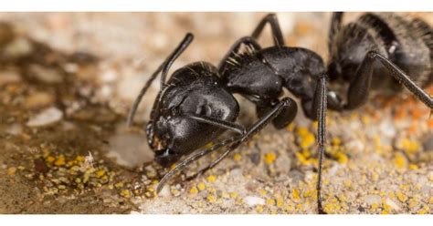 How To Get Rid Of Carpenter Ants Diy Pest Control