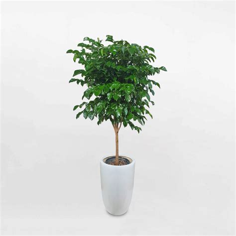 cay hanh phuc  lon tram giong cung cap giong cay trong cay canh