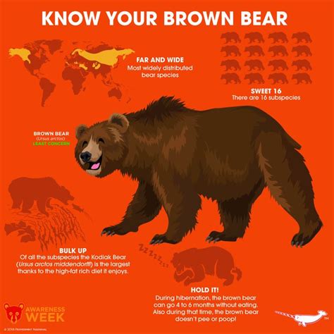 Brown bear | Fun facts about animals, Bear species, Deer species