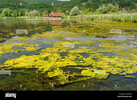 Algae Growth Hi Res Stock Photography And Images Alamy