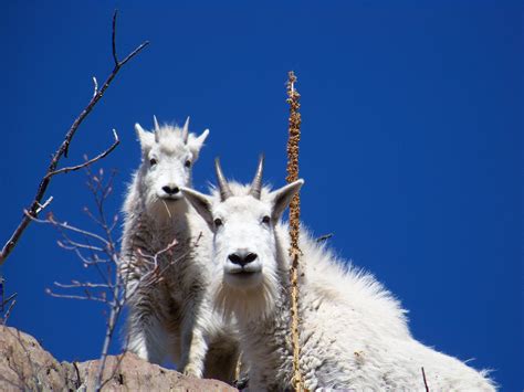 Mountain Goats : r/pics