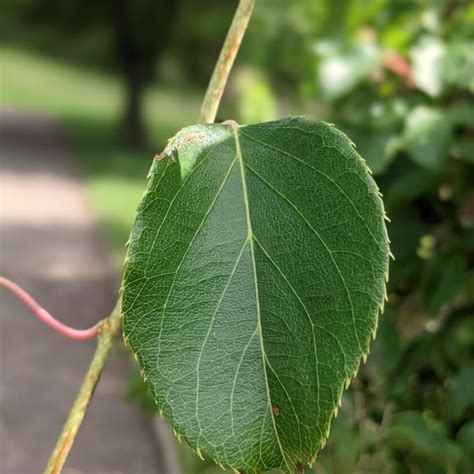 Scharfzähniger Strahlengriffel Actinidia arguta