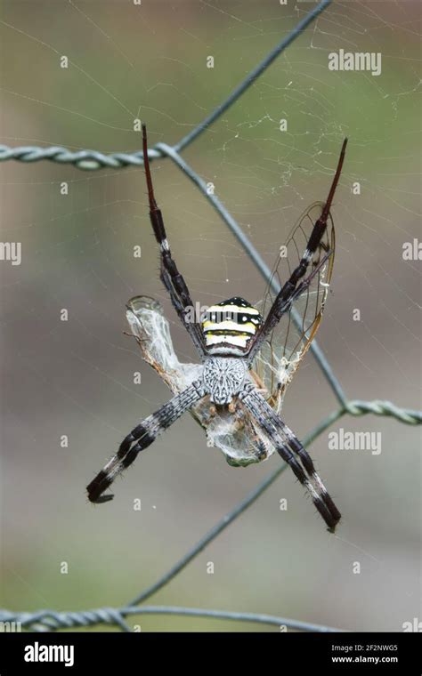 Argiope Aetherea Spider Hi Res Stock Photography And Images Alamy