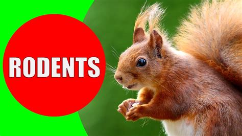 Rodent Sounds For Kids To Learn Rodents Documentary With 18 Different