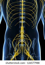 3d Rendered Illustration Male Nerve System Stock Illustration 126577988