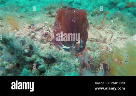 Broadclub Cuttlefish Aka Filipino Cuttlefish Close Up Of Face Feeding