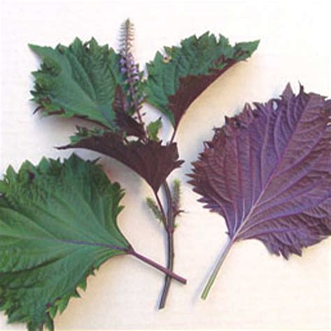 Shiso Herb Gardening Seeds Perilla Hojiso G Packet Seeds