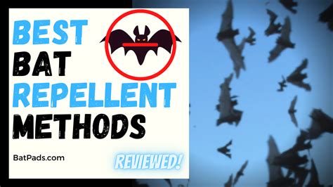 Batpads.com - Top 3 Bat Repellent Methods [*Ranked*] - Readers Guide!!!!