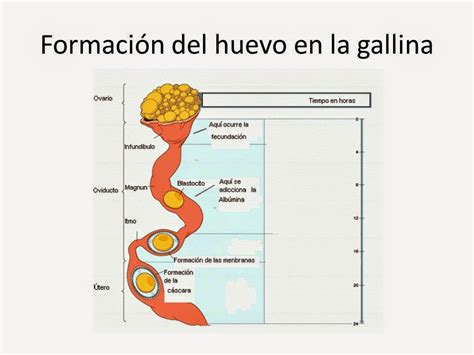 GenÉtica Gallina Ponedora Formacion Del Huevo