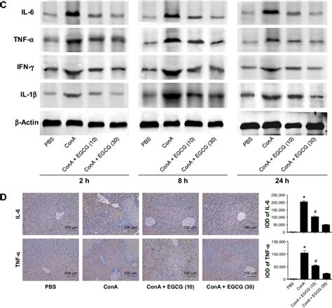 Effects Of Egcg On The Production Of Tnf Il Il And Ifn In