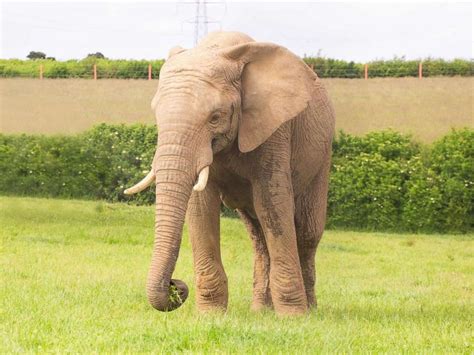 Elephant killed in zoo enclosure by another bull elephant who attacked ...