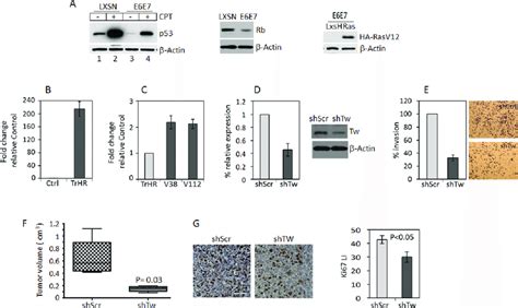 Tw Knockdown In Hpv E Transformed Neural Progenitor Cells Npcs