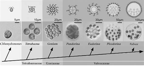 Figure From Sexual Reproduction In Unicellular Green Alga