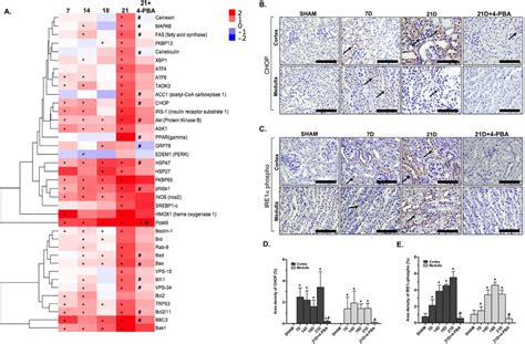 Effect Of 4 Pba Treatment On The Upr Activation A Hierarchical