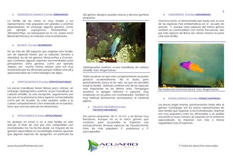 Peces Marinos Cien Ppt