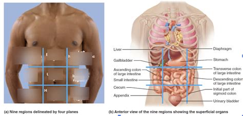 Lab 1 Abdominopelvic Regions Diagram Quizlet