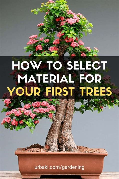 Beginner S Bonsai Guide Selecting Your First Tree