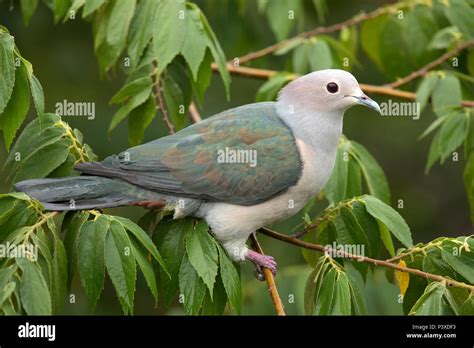 Green Imperial Pigeon Ducula Aenea Udawalawe National Park Sri