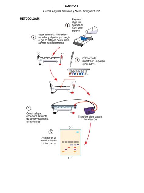 Electroforesis En Gel De Agarosa Pdf Tinción Solución Tampón