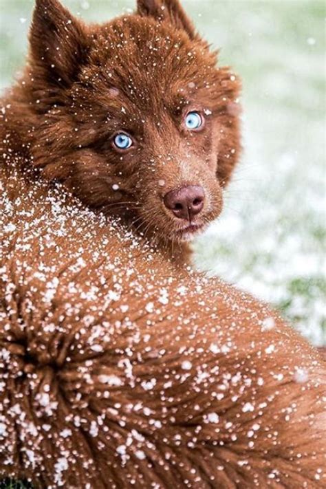 Meet Quoi The Siberian Husky Who Is Fully Brown And Very Rare Rare