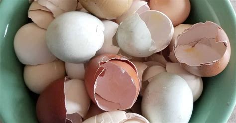 How To Use Eggshells In The Garden To Benefit Your Plants