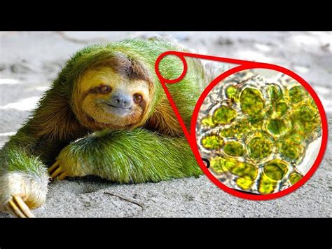 Sloth Bear Algae Offers | www.micoope.com.gt