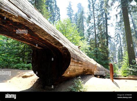 California tunnel tree giant sequoia hi-res stock photography and ...