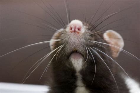 Cutest Rat You've Ever Seen (32 pics) - Izismile.com