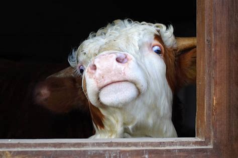 18100 Vacas Graciosas Fotografías De Stock Fotos E Imágenes Libres