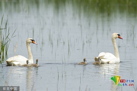 A Mute Swan Couple Swam With Their Cygnets In Shenyang English China