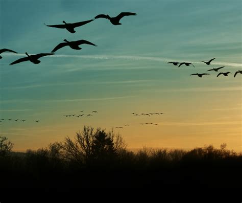 The Mysteries of Migration: How Animals Navigate Incredible Distances ...