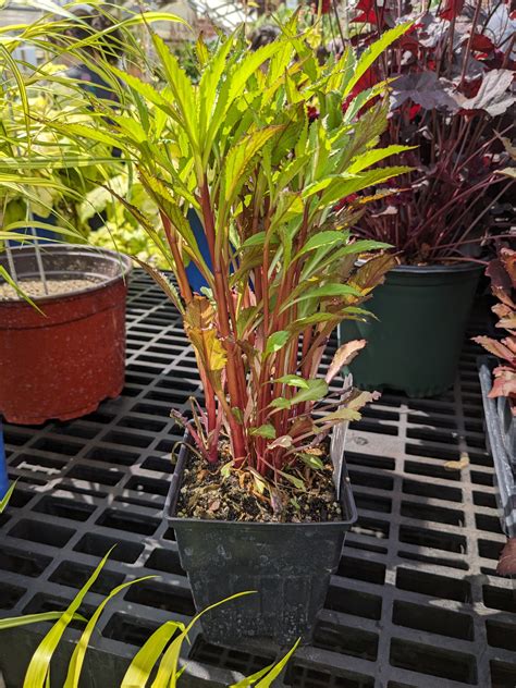 Cardinal Flower Starship ‘burgundy’ Quart Pot Wilson S Garden Center