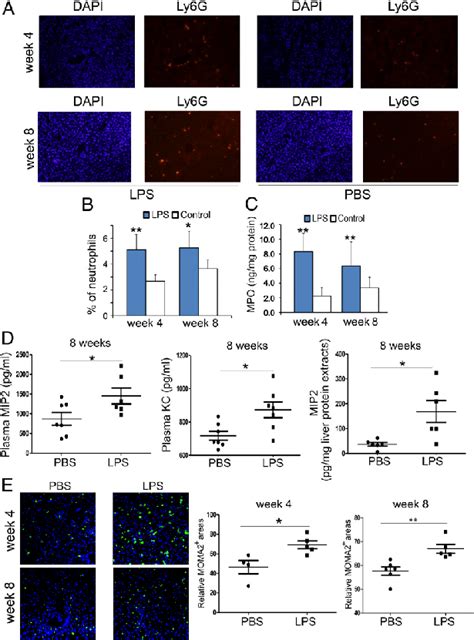 Superlow Dose Lps Promotes And Sustains Liver Neutrophil And Macrophage