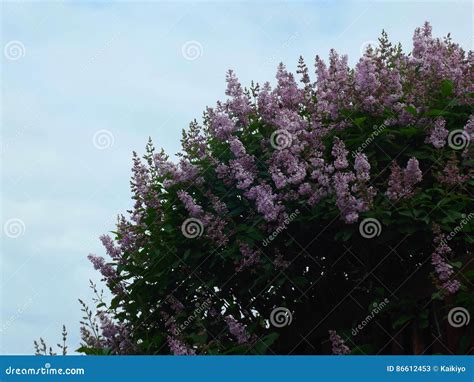 Lilac flower stock image. Image of flora, color, nature - 86612453