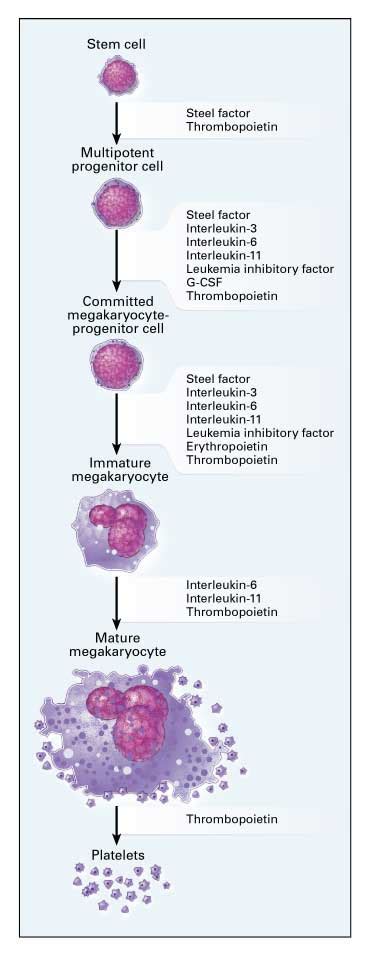 Thrombopoietin New England Journal Of Medicine