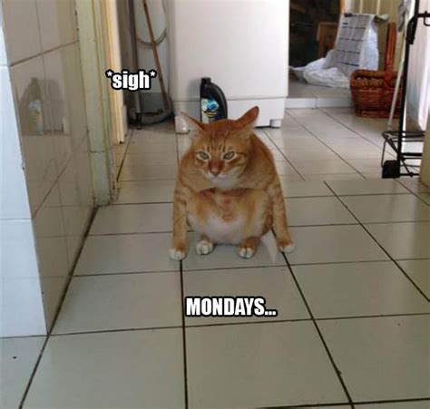 Mondays Funny Cat Quotes. QuotesGram