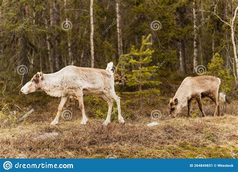 Reindeer in Their Natural Habitat Stock Image - Image of environment, reindeer: 264849831