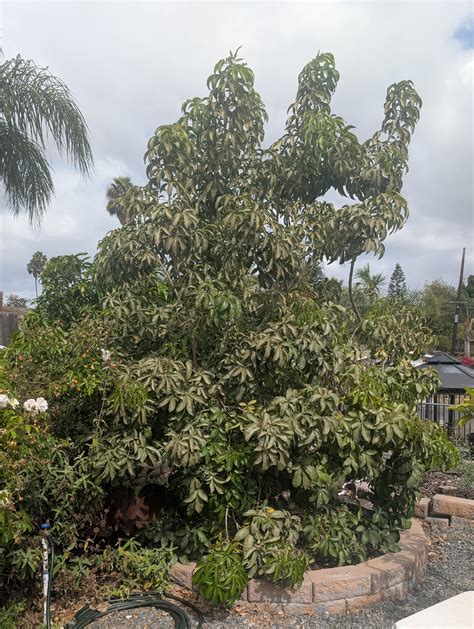 Do you have any trees that produce too much fruit for you? - General