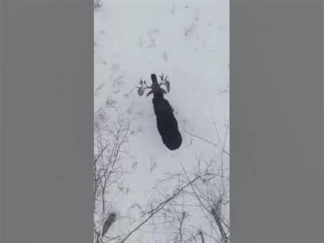 Как лось сбрасывает рога - YouTube