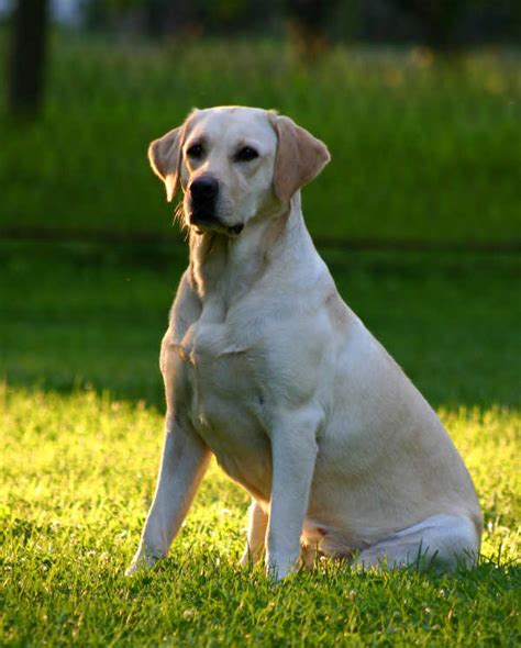 Labrador Behaviour - The Labrador Site