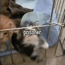 Prisoner Cat Prisoner Cat Discover Share Gifs