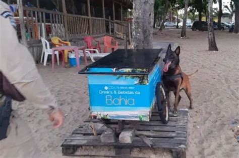 C O Farejador Descobre Drogas Em Carrinho De Bebidas Na Praia Em Porto